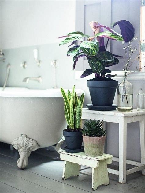 浴室植物風水 客廳種植物